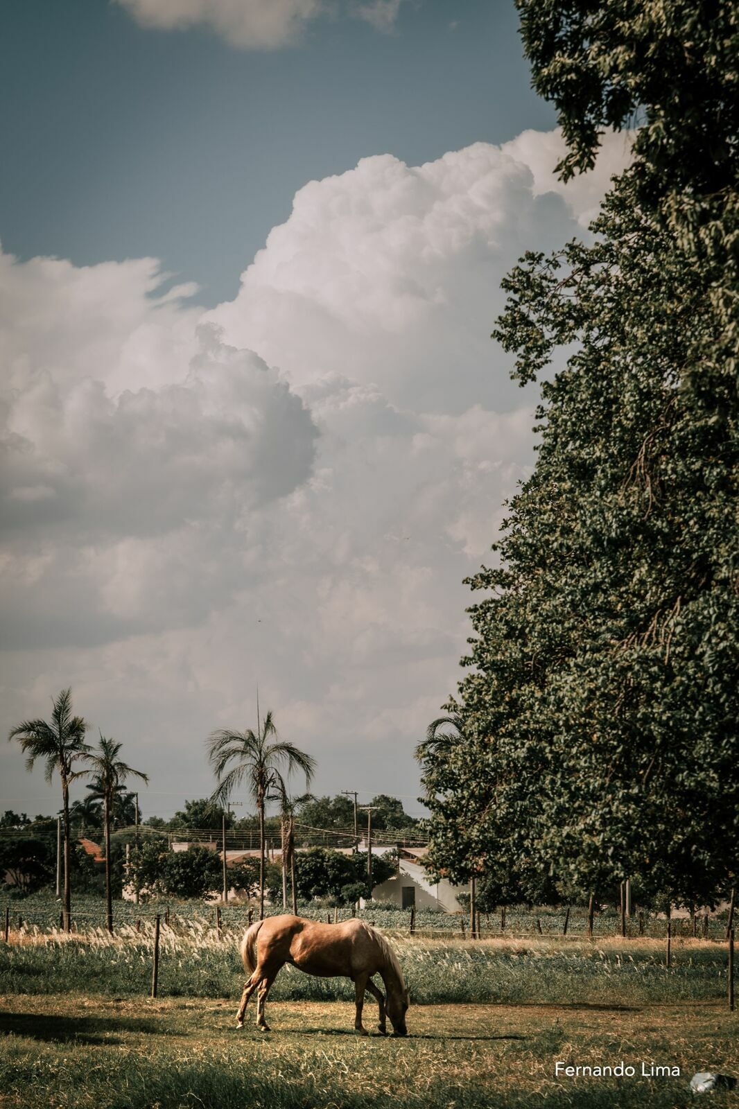 Foto ENSAIO DE CASAL, PRÉ WEDDING VANESSA E RODRIGO - HARAS - Imagem 14