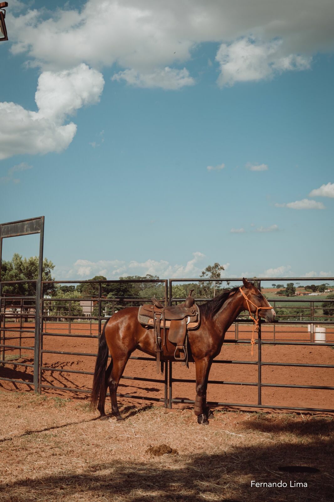 Foto ENSAIO DE CASAL, PRÉ WEDDING VANESSA E RODRIGO - HARAS - Imagem 6