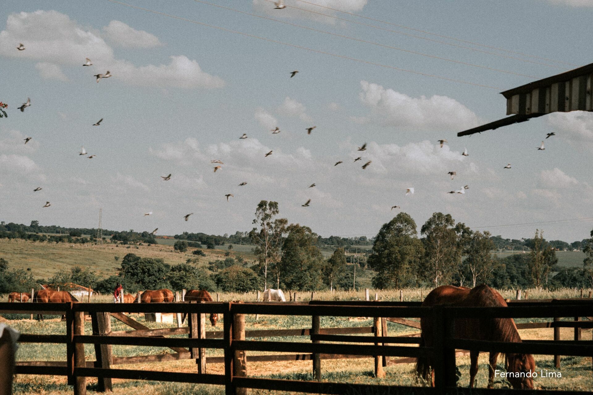 Foto ENSAIO DE CASAL, PRÉ WEDDING VANESSA E RODRIGO - HARAS - Imagem 0
