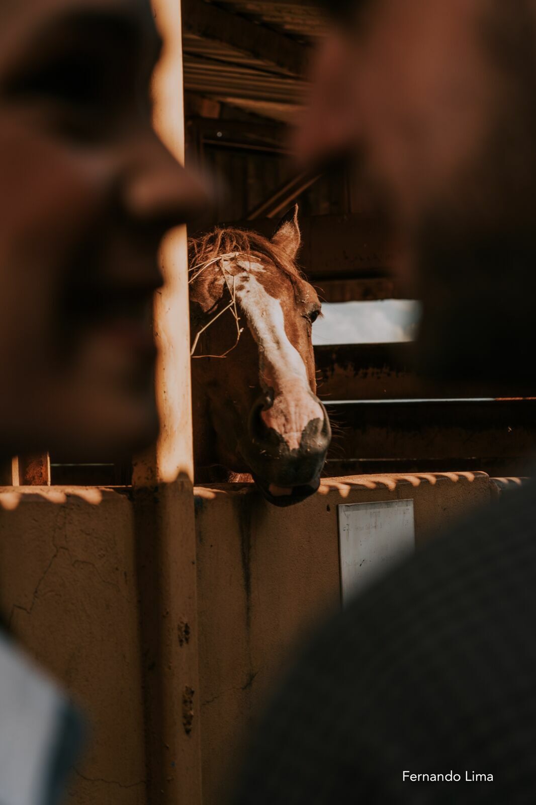 Foto ENSAIO DE CASAL, PRÉ WEDDING VANESSA E RODRIGO - HARAS - Imagem 21
