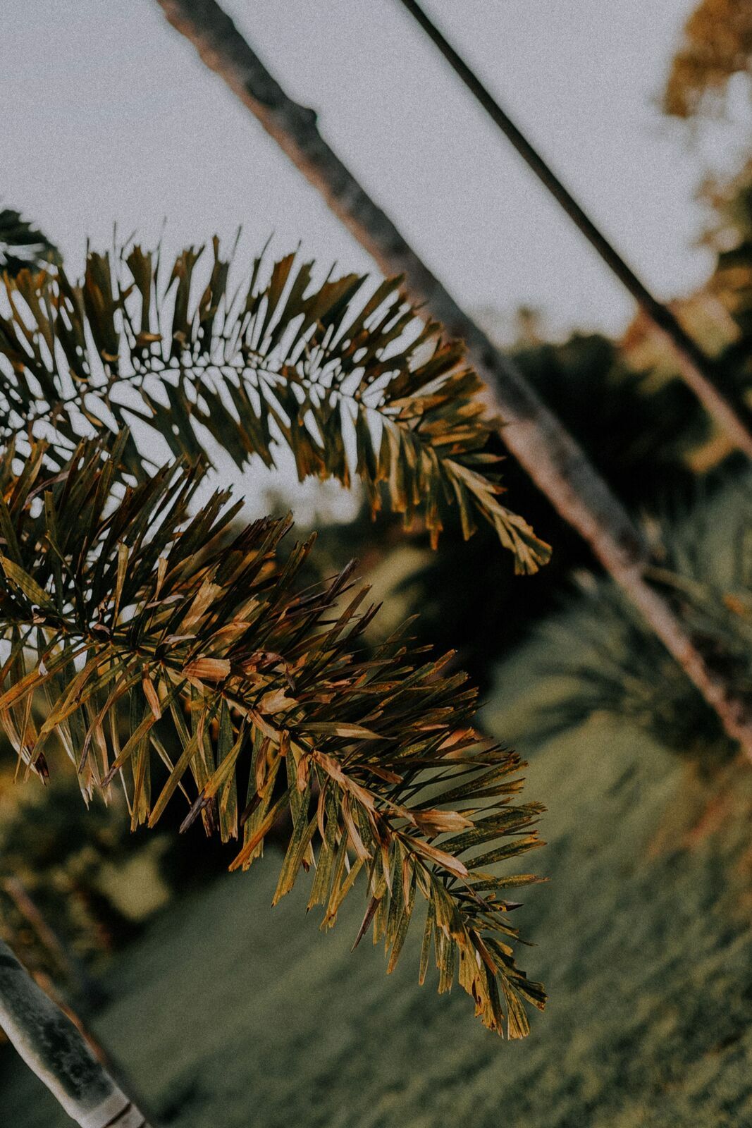 Foto ENSAIO DE CASAL - PRÉ WEDDING GABRIELA E JR - PORTAL DO LAGO - Imagem 23