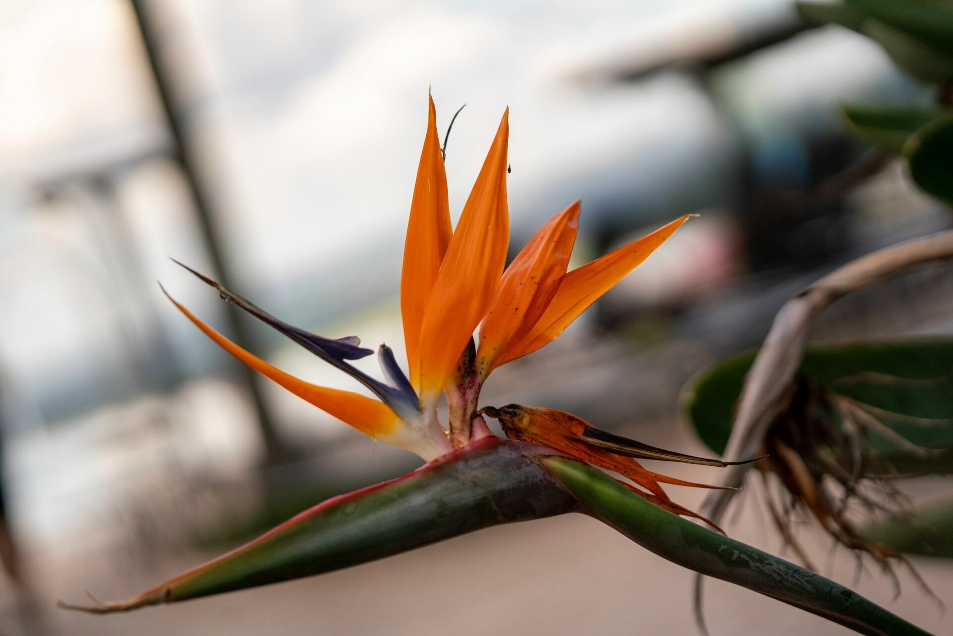 Foto Pré-Wedding de Isabelle e Juliano nas Cachoeiras de Brotas SP | Ensaio de Noivos | Fernando Lima Fotografia - Imagem 2